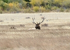 Bull elk on guard